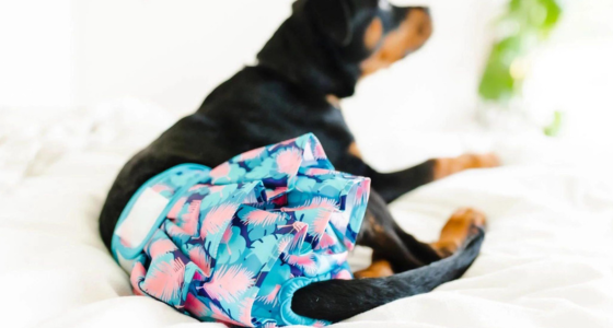 Pads for female dogs online in heat