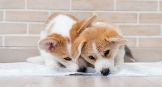 How to Stop Puppy From Chewing Pee Pad Potty Buddy