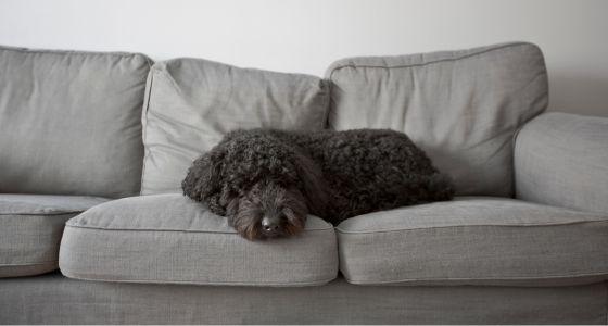 Dog urine on sofa best sale