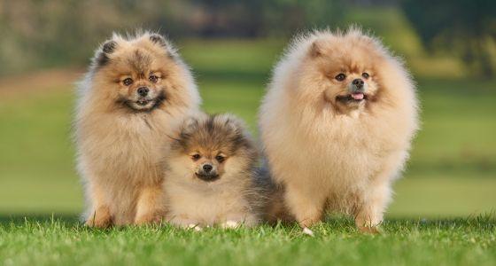 Pomeranian dog small best sale