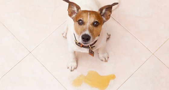 How to Stop a Dog From Peeing in the House Potty Buddy