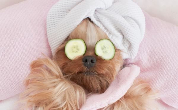 dog daycare spa