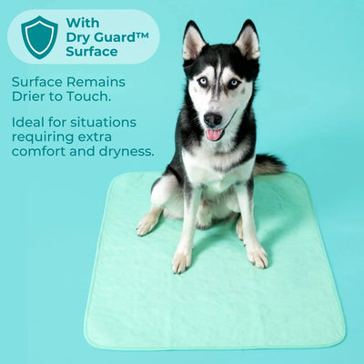A husky dog sitting on a teal potty pad