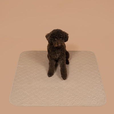 A golden doodle dog sitting on a beige potty pad with a pattern of cartoon dogs.