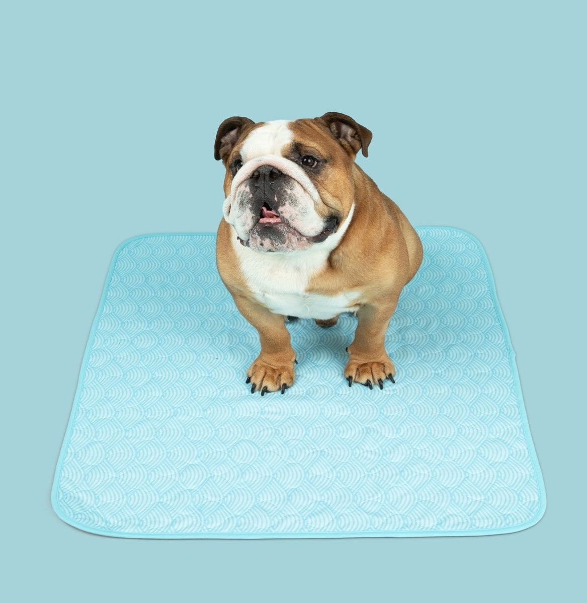 A golden doodle dog sitting on a beige potty pad with a pattern of cartoon dogs.
