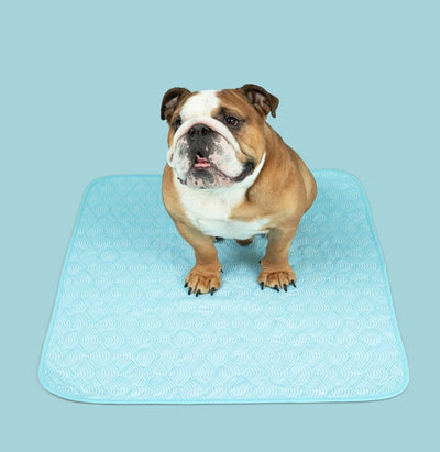 A golden doodle dog sitting on a beige potty pad with a pattern of cartoon dogs.