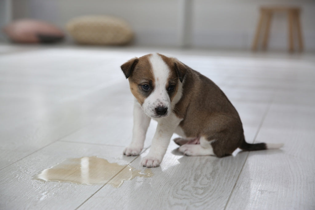 Why Does My Puppy Pee Inside After Being Outside? – Potty Buddy