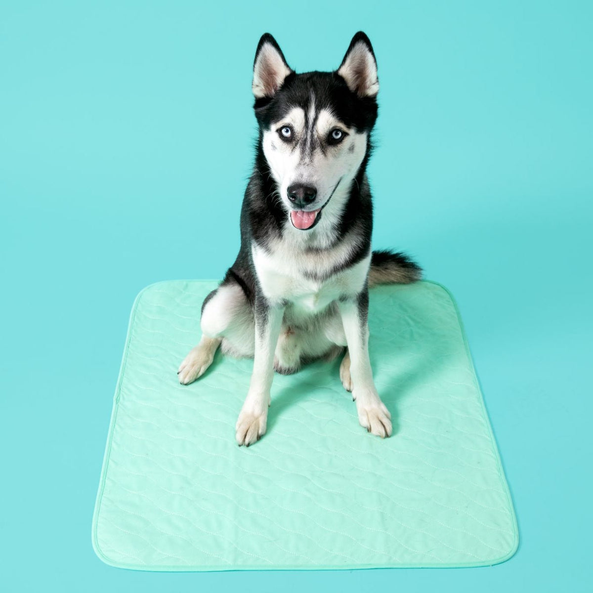 Quick Dry Pee Pads Dry Guard™ Reusable Pads Potty Buddy™