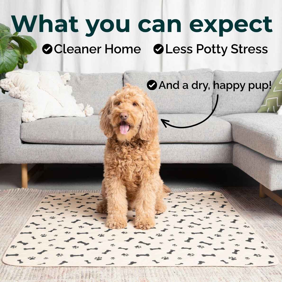 A golden doodle dog sits on a cream-colored rectangular pee pad with a black bone and paw print pattern in a living room setting with a gray sofa and text overlays.