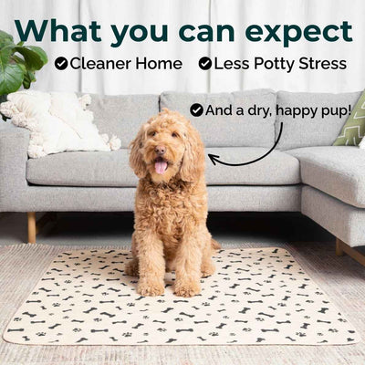 A golden doodle dog sits on a cream-colored rectangular pee pad with a black bone and paw print pattern in a living room setting with a gray sofa and text overlays.