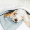 A dog snuggled up in a Potty Buddy Waterproof Blanket